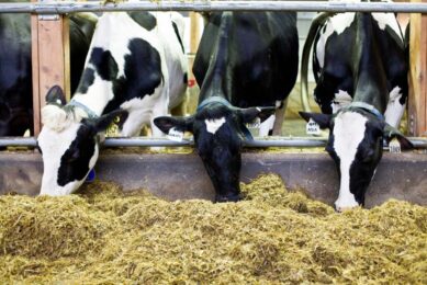 Research was conducted on a herd that included 45 cattle - primarily Holstein with a few Jersey at Ecofarm in British Colombia. Photo: Ecofarm