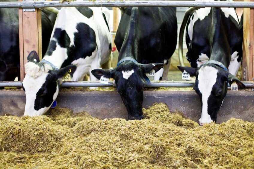 Research was conducted on a herd that included 45 cattle - primarily Holstein with a few Jersey at Ecofarm in British Colombia. Photo: Ecofarm