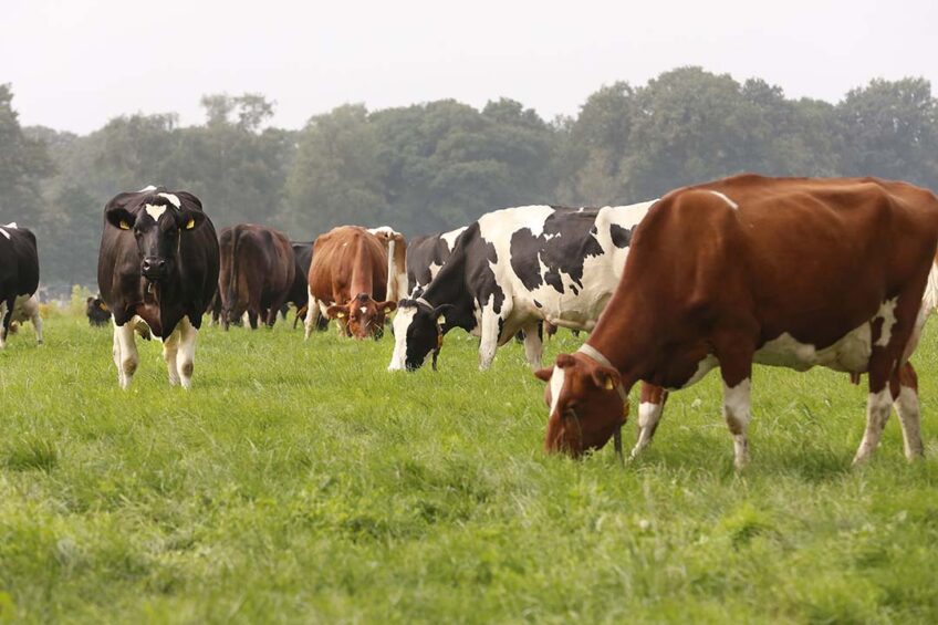 Although the spread of EHD in France has slowed significantly in these winter months, the number of infected farms in France is still nearing 4,000. Photo: Hans Prinsen