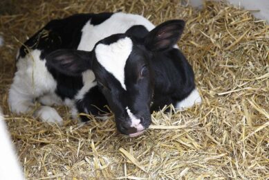 Calves receiving insufficient, high-quality colostrum in the correct timeframe will suffer from Failure of Passive Transfer (FPT) and have been shown to be more susceptible to disease and poorer performance in terms of daily live weight gains. Photo: Hans Prinsen