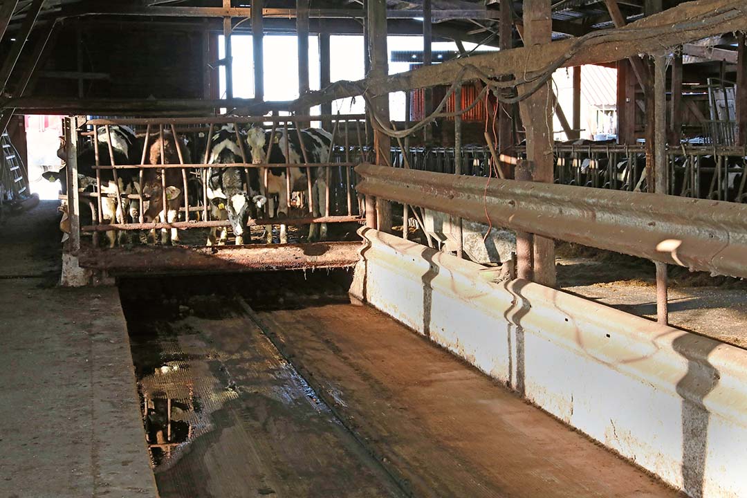 There were additional boxes with a manure scraper between the rows. Ter Veen is now moving towards fully slatted floors.