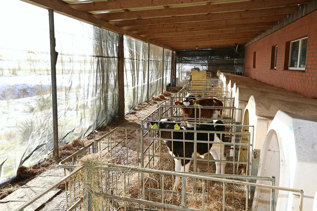 The youngest calves are placed in igloos. After six weeks they are moved to a stable.