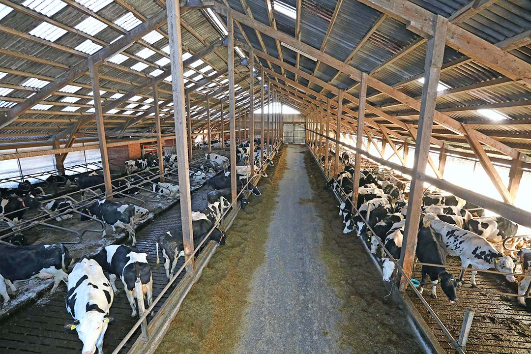 When the youngstock are six months old, they are moved to the new shed.