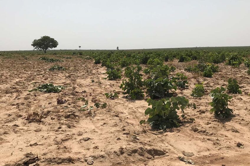 Here the native Doka can be seen to the right, on the left, the partly cleared land.