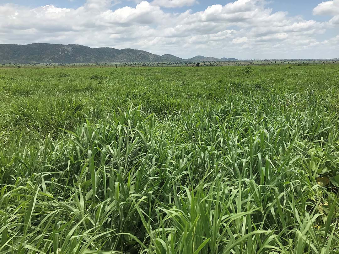 Field planted with Hybrid Napier grass.