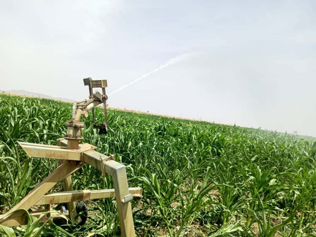 The rain-gun system in action on a corn field. Photo taken in late February 2024, 37ºC in the middle of the dry season.