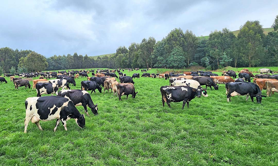 Brian finds the Friesian Jersey cross cow suits his grazing system the best.