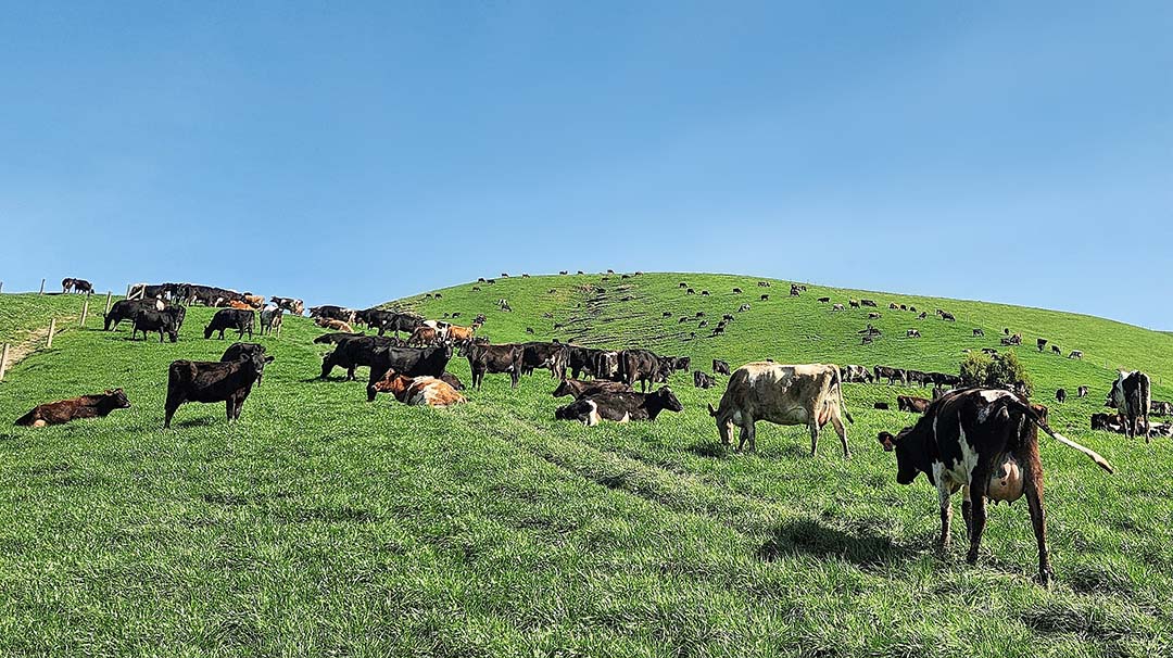 Plans are in motion to increase the herd from 400 to 500 cows.
