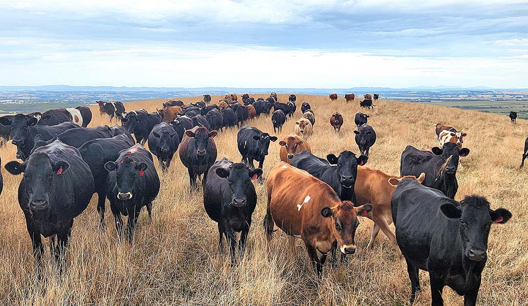 Drought conditions turns the grass dry and brown in the summer months.