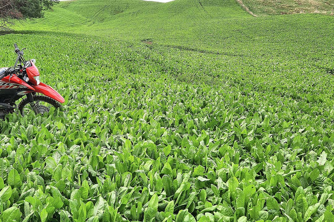 Brian sows chicory to provide green feed in periods of drought.