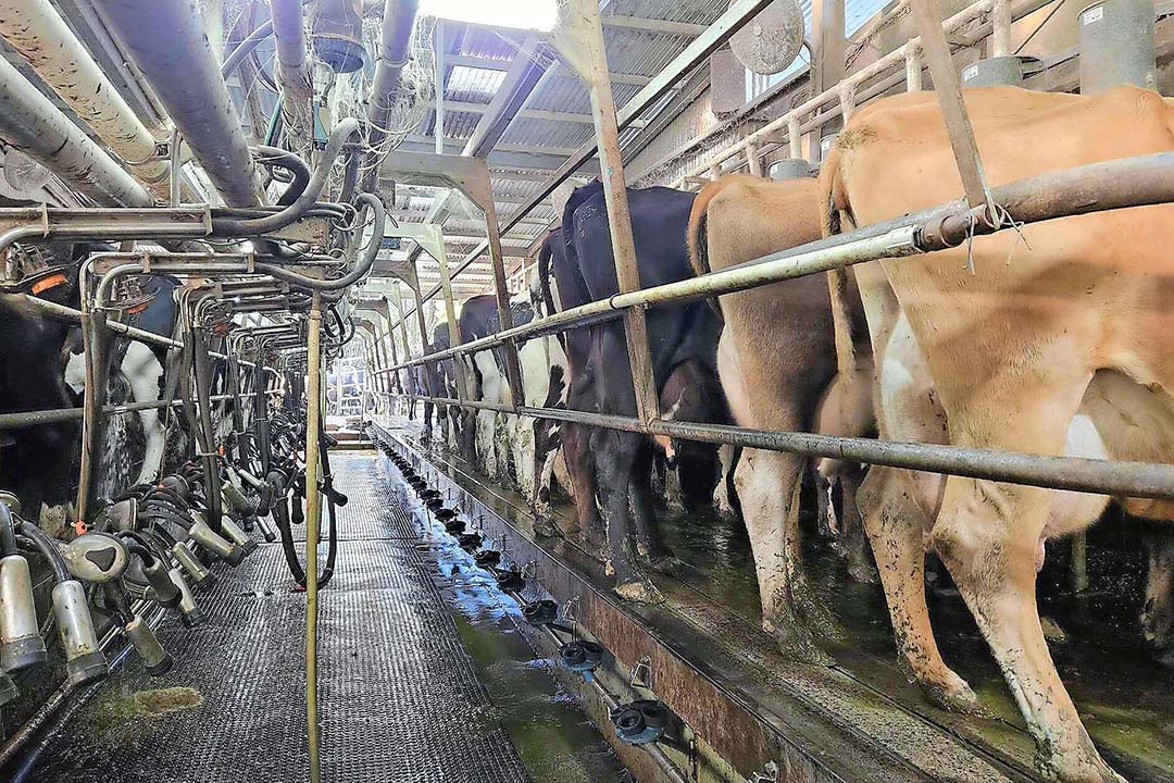 Cows are milked in a 30 point herringbone parlour.