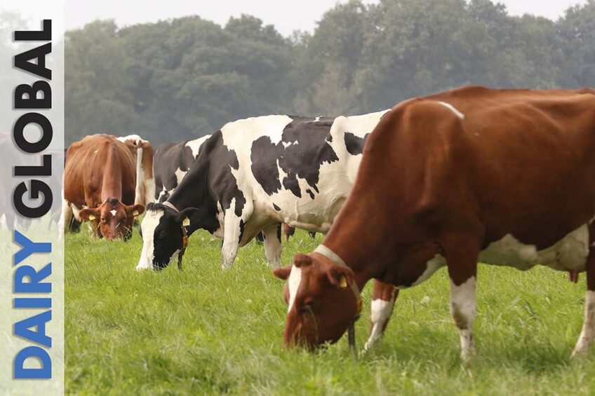 Aalten, beter leven Suzanne Ruesink melkveehouderij.fotografie Hans Prinsen