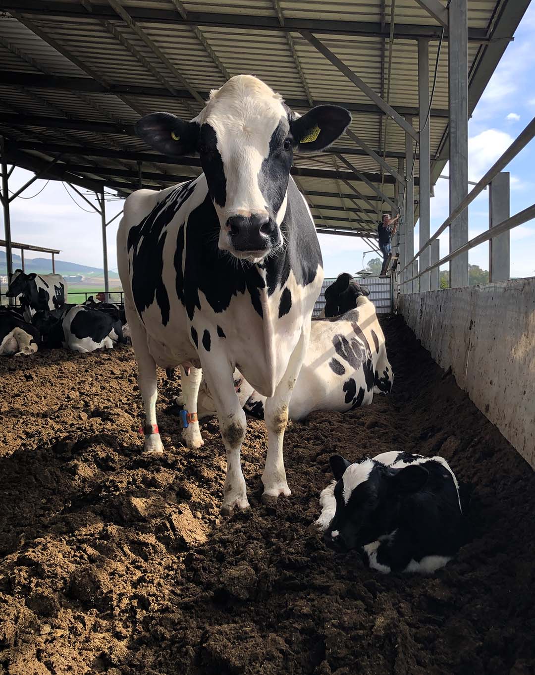 Both cow and calf can achieve better health and welfare when kept together.