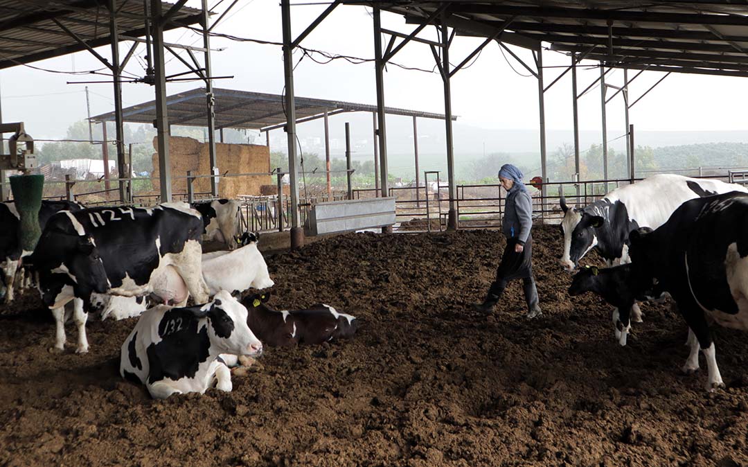 Dr Lacker inspects the cows and calves on a dairy farm in Israel.