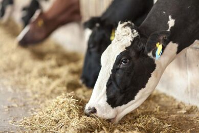 Heat-stressed ruminants could benefit from increases in the post-ruminal supply of AAs such as arginine, cysteine, leucine, lysine, and methionine.