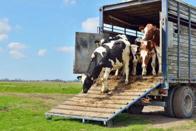 It is necessary to know the health history of the herds from which cattle are purchased and the health status of individual animals brought into the operation.
