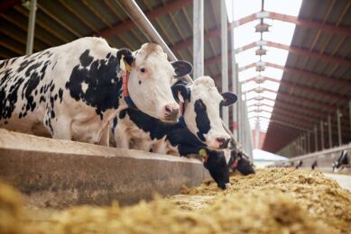 Analysing data from bovine samples submitted to Cornell University’s Animal Health Diagnostic Centre between 2007 and 2021, the researchers also found that two serotypes, called Dublin and Montevideo, significantly increased over time. Photo: Canva