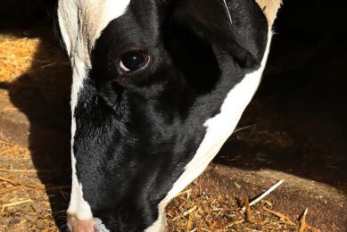 The dairy heifers trained with positive reinforcement showed more anticipatory behaviours in the start box than the control group. Photo: Canva