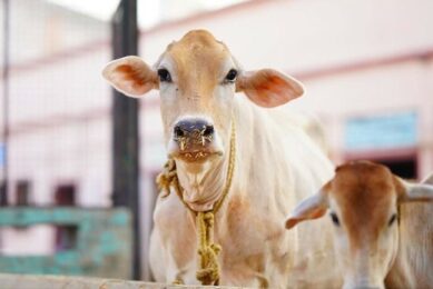 India’s dairy sector in 2024: Resilient but at risk?