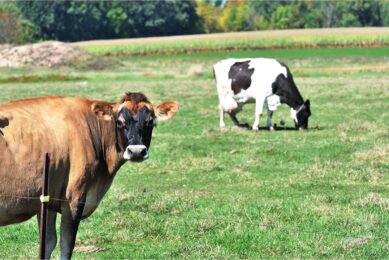 Mafuro Farming herd about 2,230 dairy cows which consists of crossbreeds of Jersey and Holstein cows with a staff of 208 workers. (General) Photo: Canva