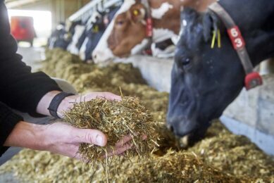 There are several factors that could put 2024 at risk as a good year for the US dairy industry. Photo: Van Assendelft Fotografie