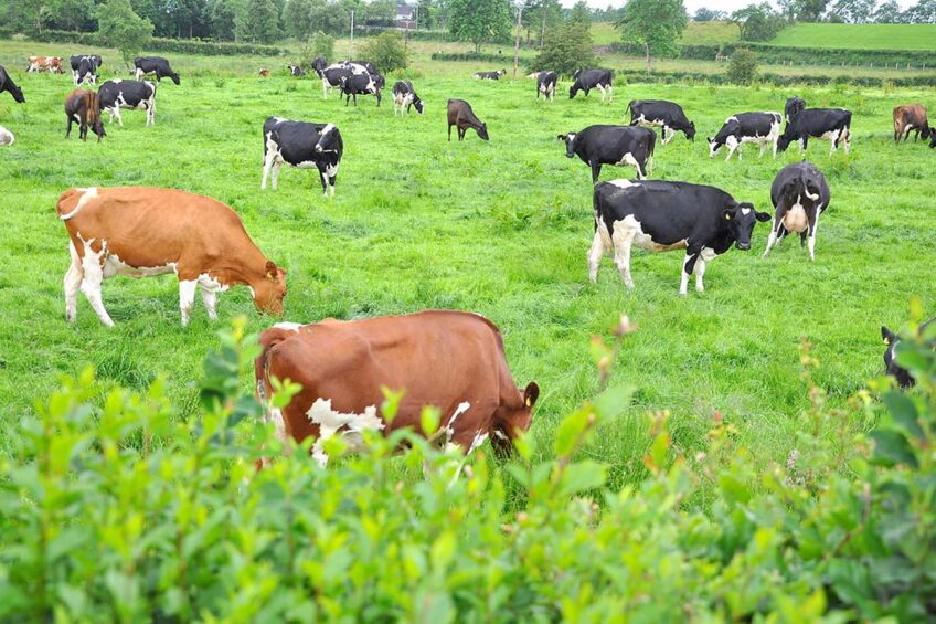 Allow ample time to move cows outdoors to spring grazing. Two to three weeks will give time for the rumen microbes to adjust from the housed diet, as well as giving ground conditions more time to improve, especially following wet weather. Photo: Chris McCullough