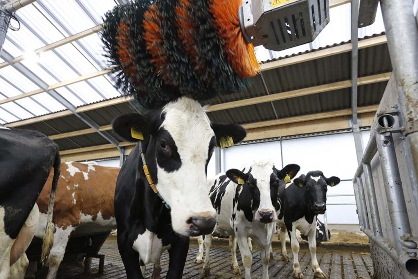 Apart from brushes, enrichment opportunities in the dairy sector have been limited. Photo: Henk Riswick