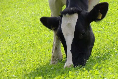 The pasture-based cows will be given the Bovaer supplement in their feed, which has been researched and proven to cut emissions from cows. Photo: Canva