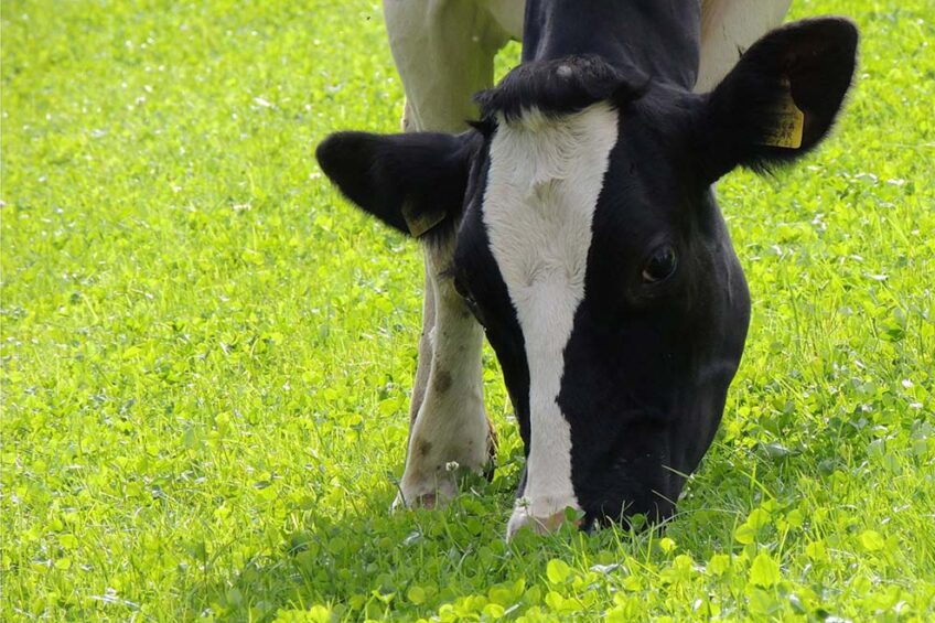 The pasture-based cows will be given the Bovaer supplement in their feed, which has been researched and proven to cut emissions from cows. Photo: Canva