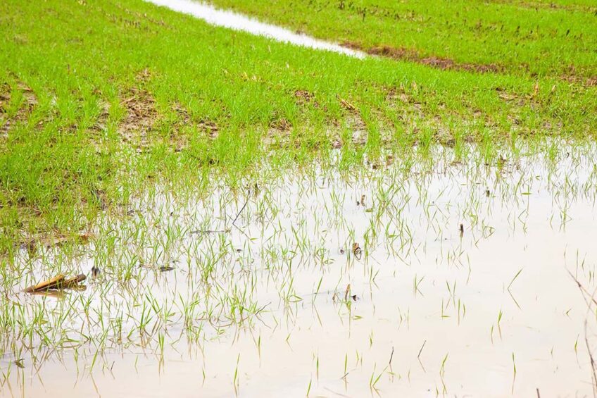 . Dairy farmers are having a dreadful time with the desperate weather conditions.  Photo: Canva