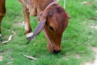 Multiple lineages of Lumpy skin disease (LSD) virus is present across various regions in Asia. Photo: Canva