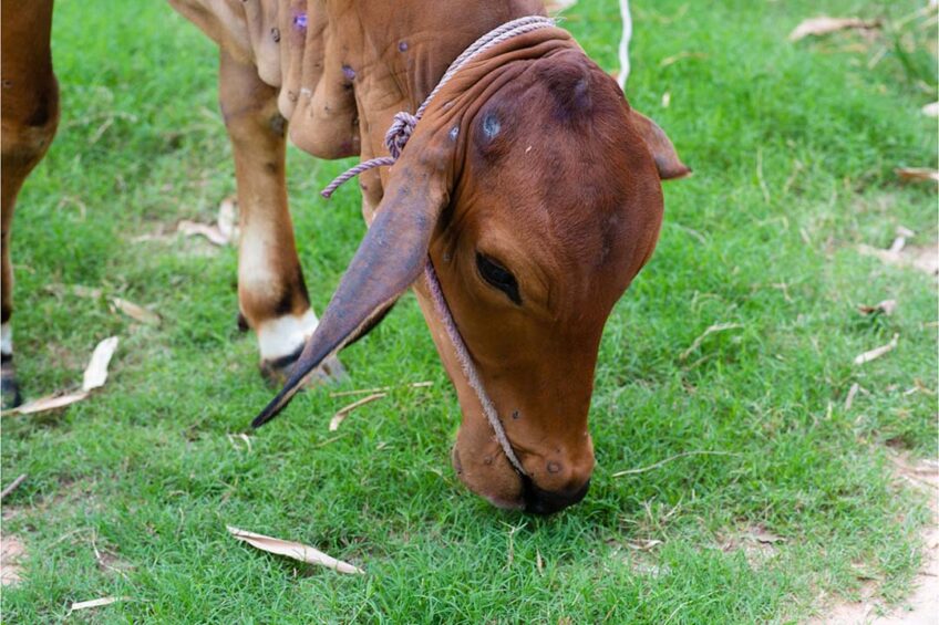 Multiple lineages of Lumpy skin disease (LSD) virus is present across various regions in Asia. Photo: Canva