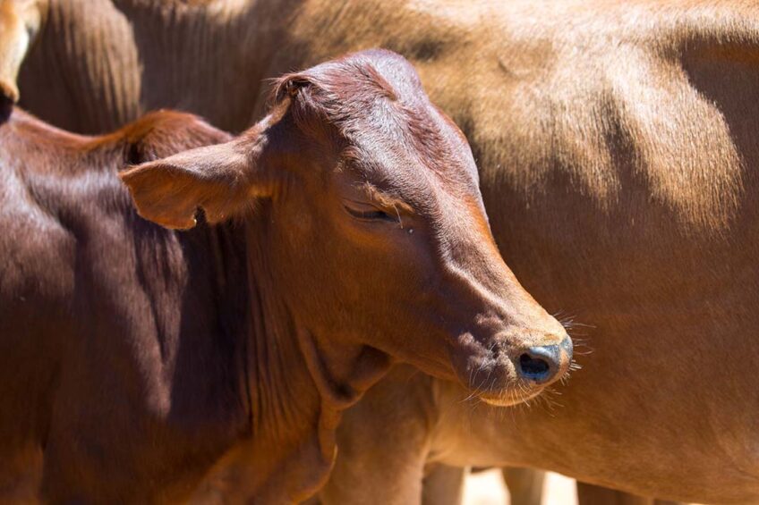 Using livestock census and movement data from Ethiopia, the team developed a transmission model to explore the potential for routine vaccination to control bovine tuberculosis. Photo: Canva