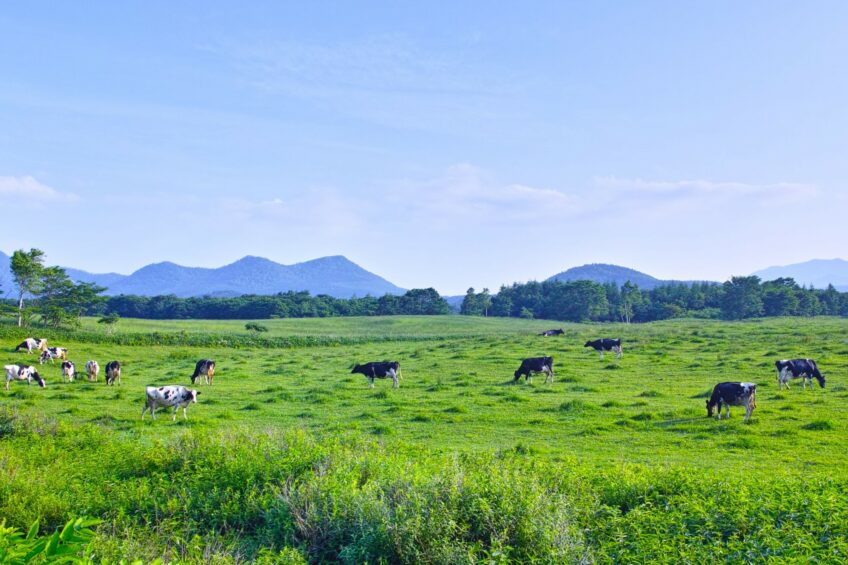 Cost-effective cooling for outdoor cows