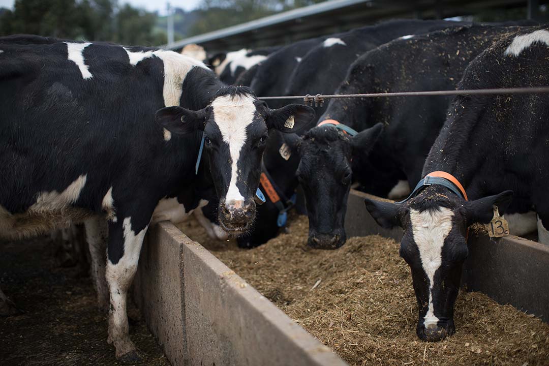 The Ellinbank team is trialling a range of additives, including seaweed, direct-fed microbials, synthetic products, essential oils and polyphenolics.