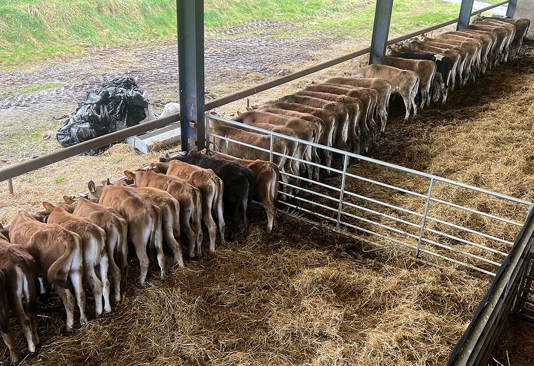 Andrew likes the Jersey breed due to their higher milk solids.
