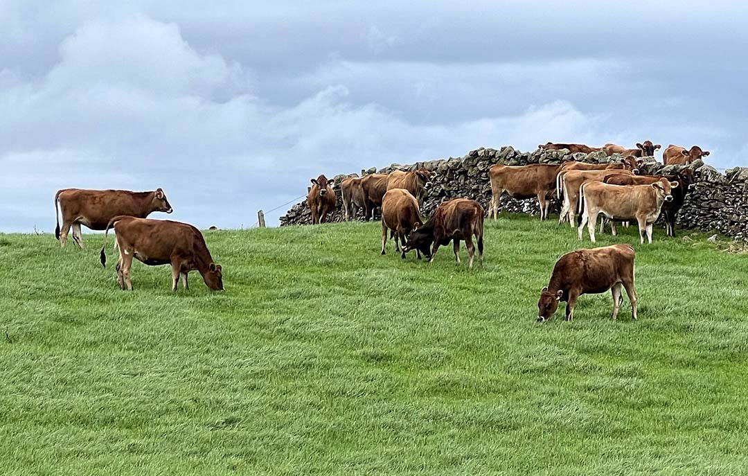 There are over 40 bulling heifers on the farm this year.