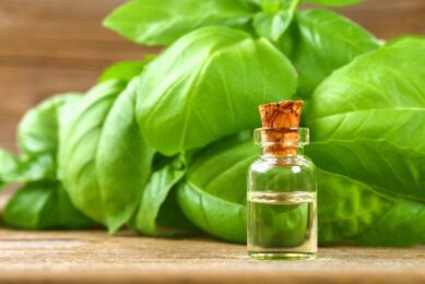 Natural alternative: Treat dairy cow mastitis with essential oils