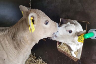 This long-awaited law will ensure that Britain will never return to the dark days of exporting up to 2.5 million sheep and calves annually to Europe or beyond for slaughter or fattening. Photo: Chris McCullough