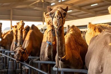 Lactating camels generally produce between 1000-2,700 litres per lactation in Africa, but camels in South Asia were reported to produce up to 12 000 litres per lactation. Photo: Camelicious