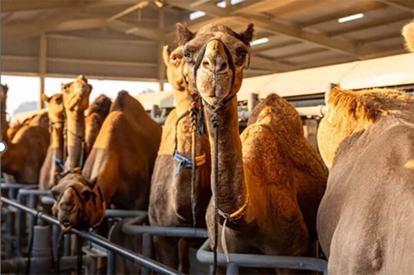 Lactating camels generally produce between 1000-2,700 litres per lactation in Africa, but camels in South Asia were reported to produce up to 12 000 litres per lactation. Photo: Camelicious