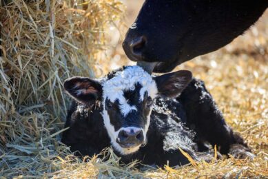 Sex-sorted semen (SS) allows dairy producers to control the ratio of bull to heifer calves and better manage their profits. Photo: Canva