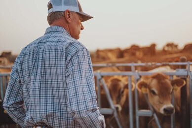 "It was striking that the disease only affected second-calf and older cows. We didn't know what it was. The diagnosis of HPAI was only made after the symptoms had disappeared and the cows had recovered." Photo: Misset