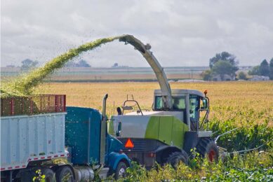 To calculate the emissions per ton of silage, we need to distinguish between the forage yield from the field and the forage fed to the dairy cows after ensiling. Photo: Canva