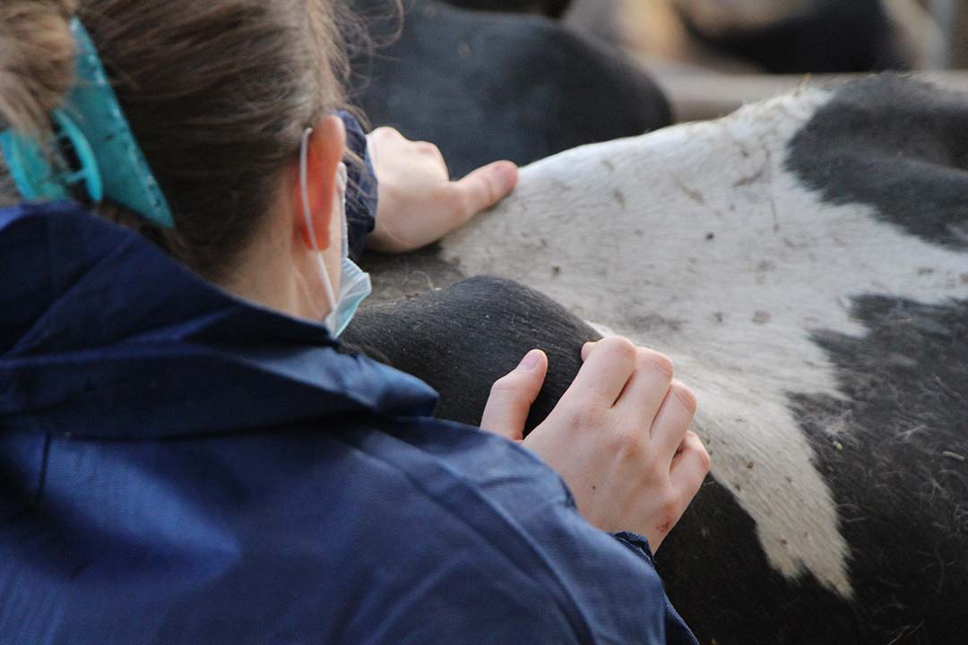 Milk production in multiparous cows treated by an osteopath was higher than in the control group in the two weeks following treatment. * : significant differences between the two groups (P<0.05) / NS : non-significant differences between the two groups.  Photo: EFOA and Lab To Field