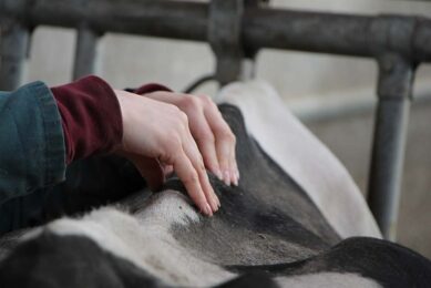 A cow being manipulated by an osteopath during the trial. Four EFOA osteopaths took part in the trial, manipulating Prim'Hostein cows. Photo: EFOA and Lab To Field