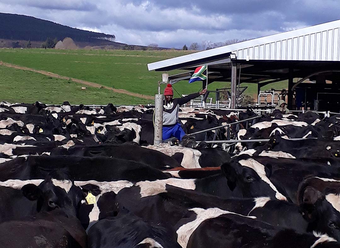 The herd is mostly Holstein Friesian with a few Jerseys as well.