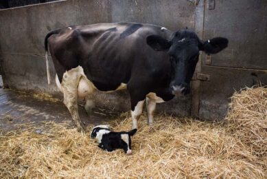 Findings suggest that Holstein heifers calving at younger ages have the potential to increase herd productivity.