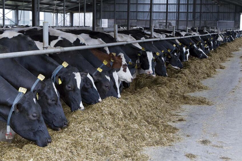 The farm, designed to house 18,000 heads of cattle, including 8,200 cows, is set to produce  240 tonnes of milk per day. Photo: Dennis Beek