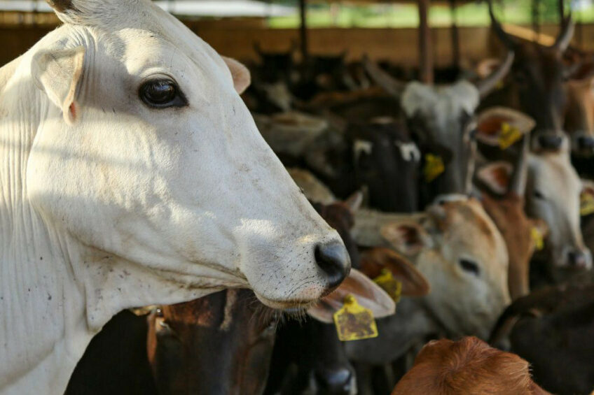 The Indian dairy industry has experienced significant technological advancements in recent years. These developments have brought numerous benefits to the industry. Photo: Canva
